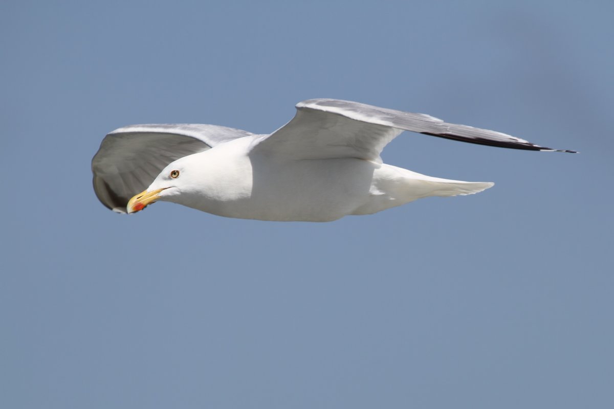 Альбатрос серый