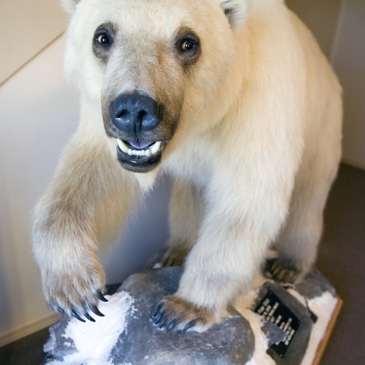 Полярный Гризли гибрид