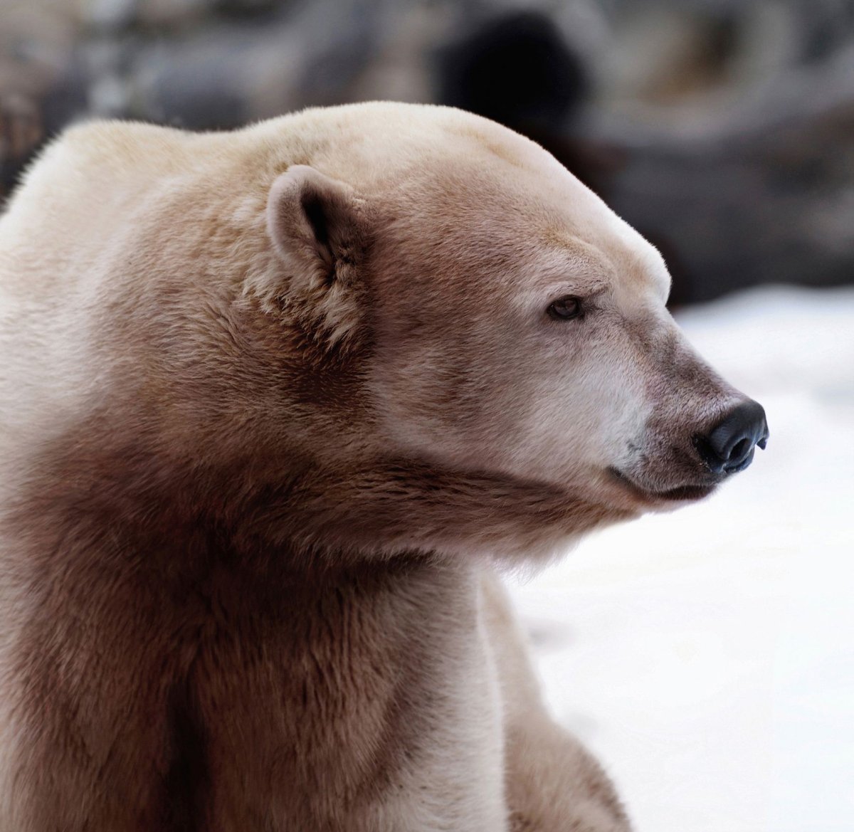 Полярный Гризли гибрид