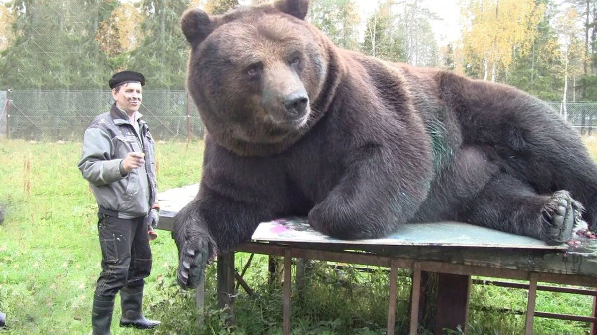 Кадьяк медведь рост