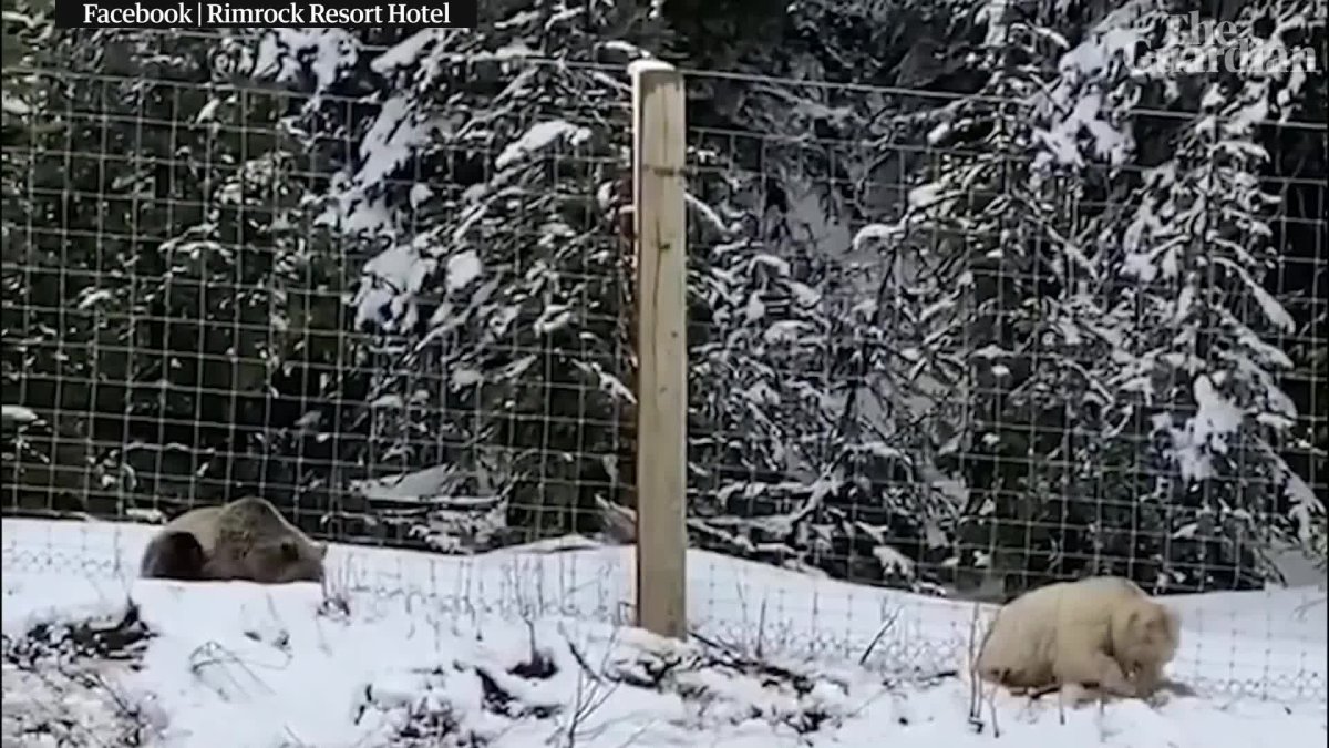 Канадский Гризли с белым воротничком