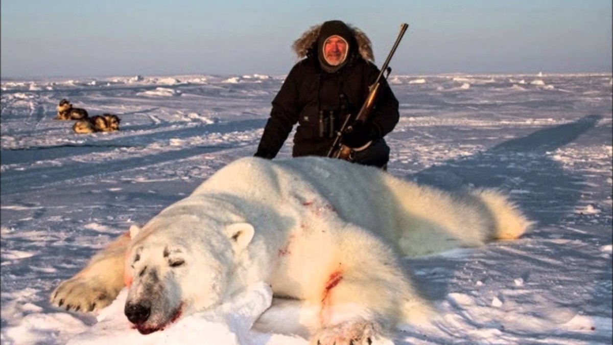 Браконьерство белых медведей