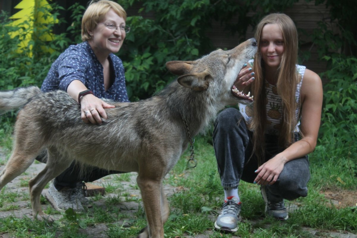 Домашний волк