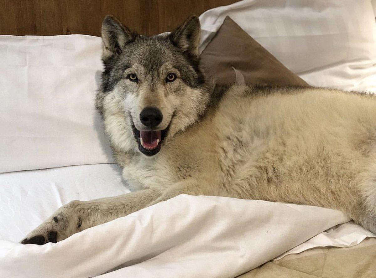 Волко-собачьи гибриды волкособ