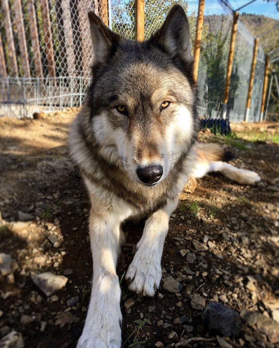 Волкособ и волкодав