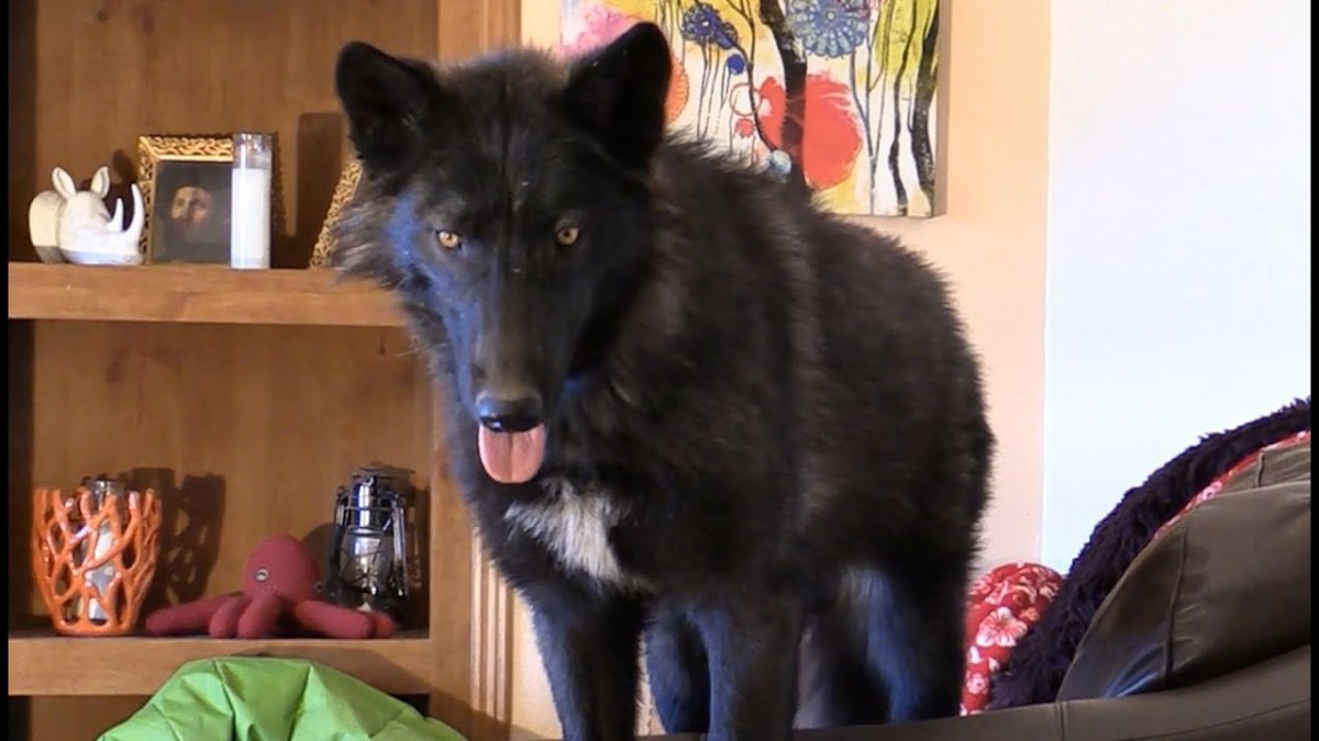 Собака похожая на оборотня порода