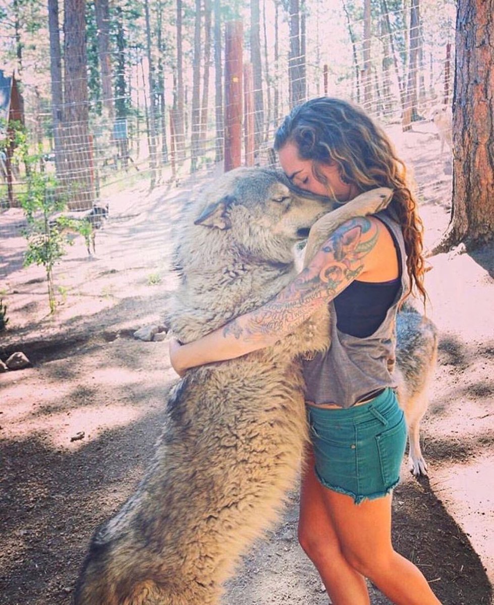 Волкособ гибрид волка и собаки