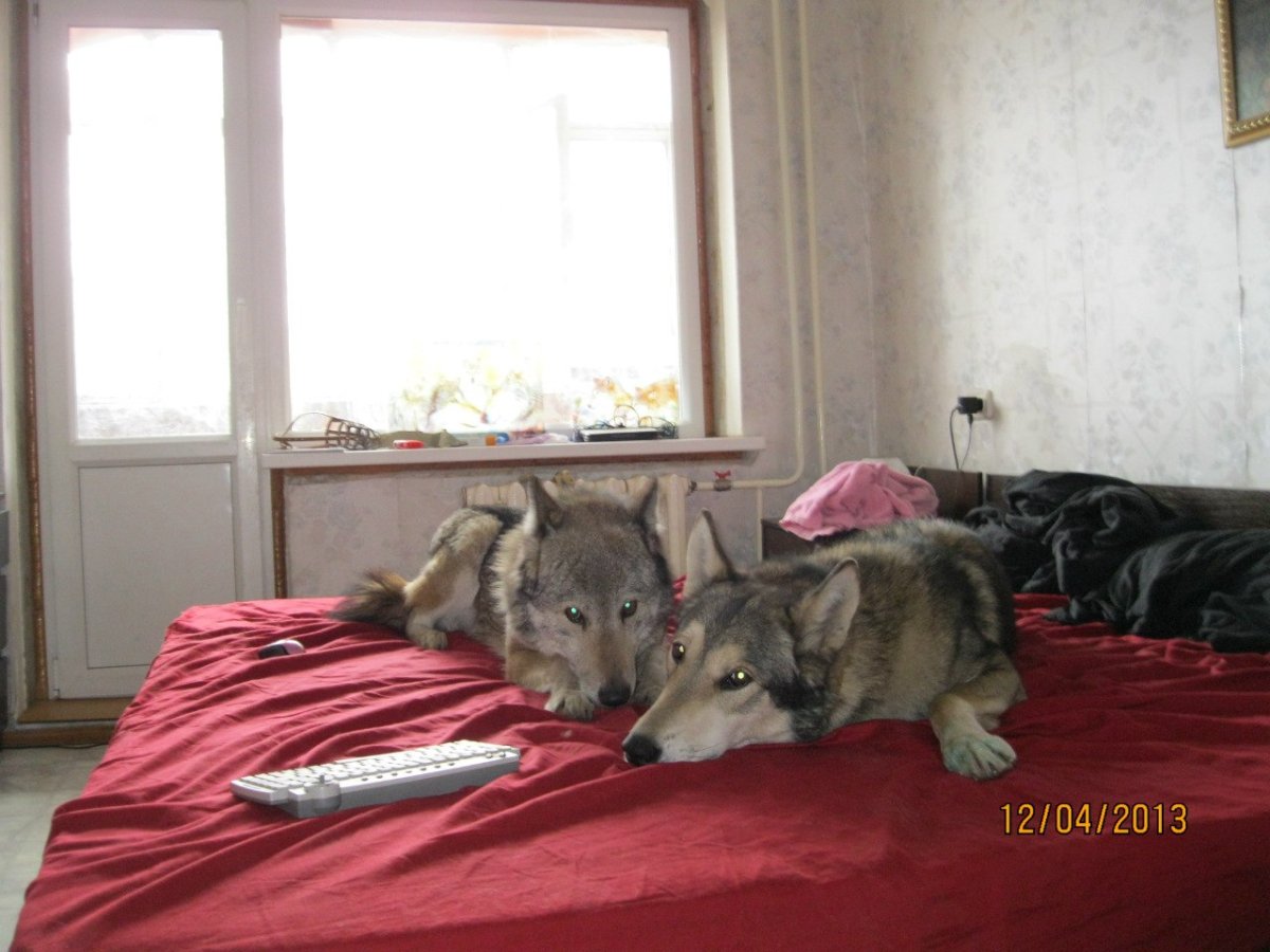 Волкособ в квартире