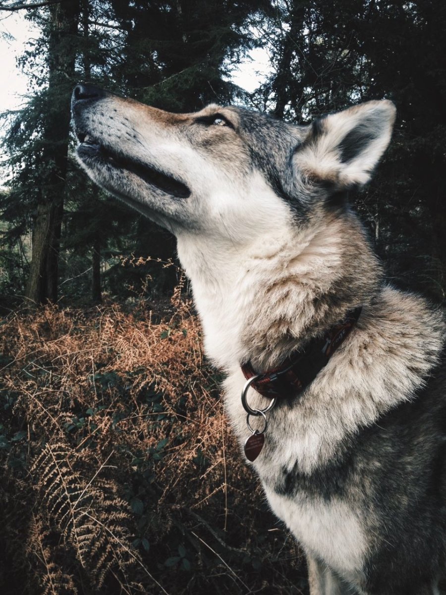 Картинки про породу собак волкоподобный