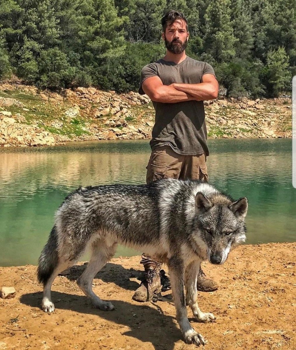 Волкособ с овчаркой