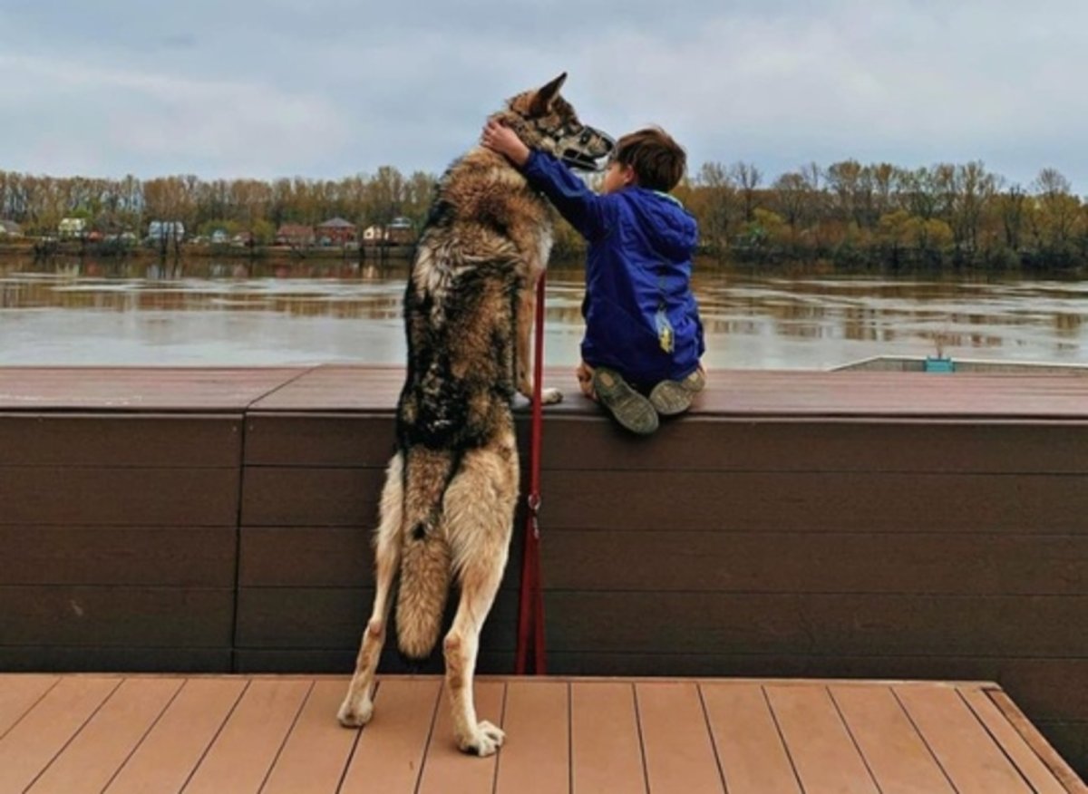 Девушка из Уфы приютила волчонка