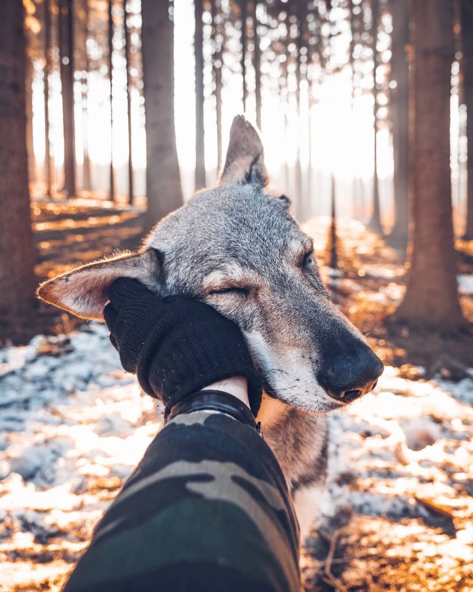 Погладить волка