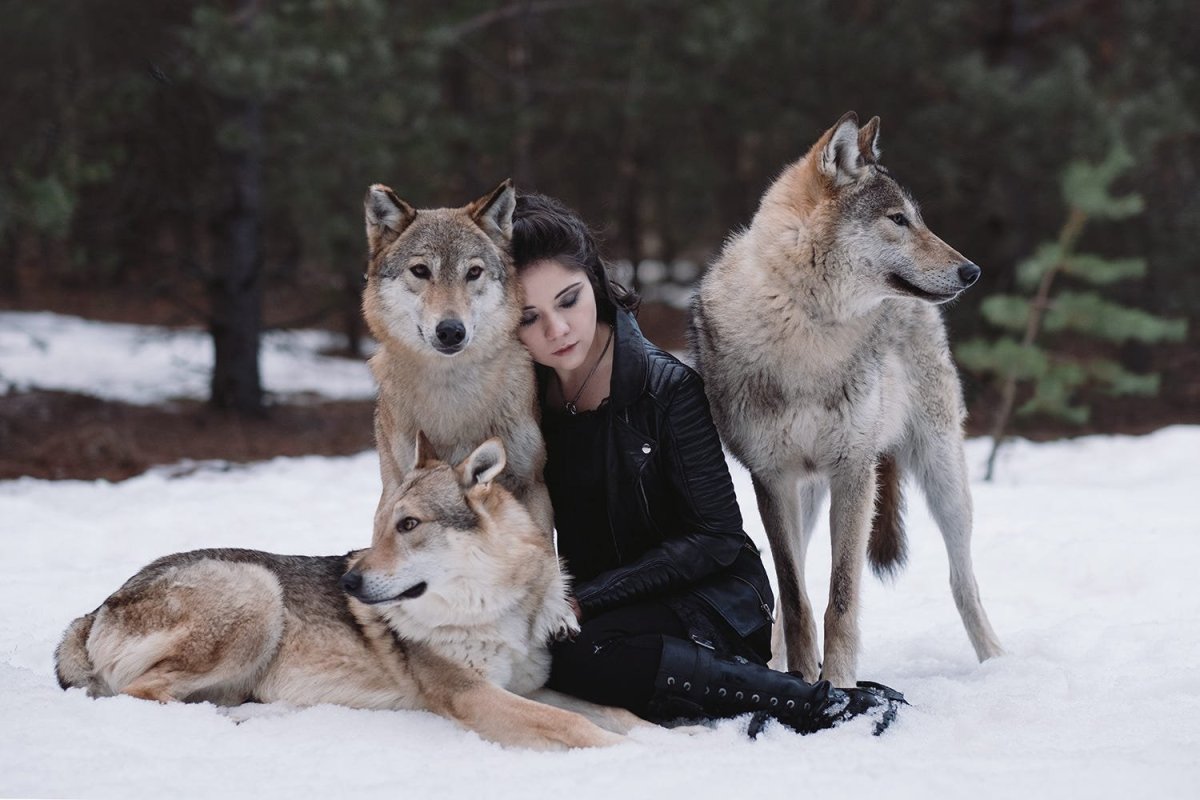 Волки Дружба