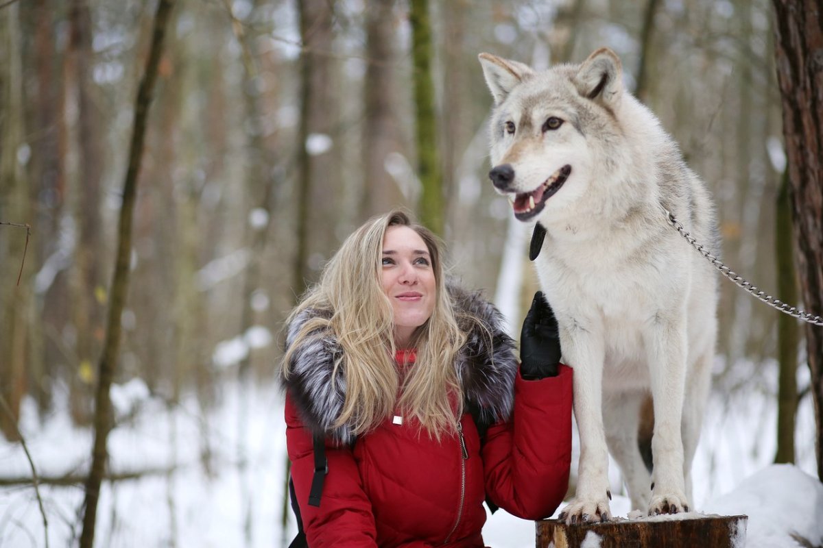 Домашняя волчица