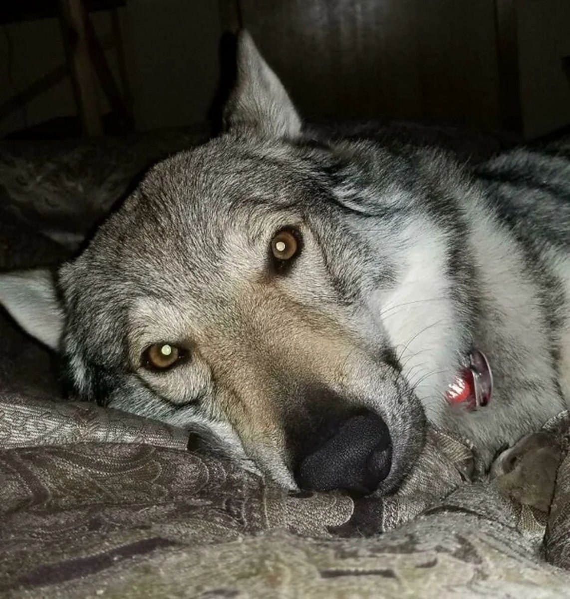 Собака Московский волк