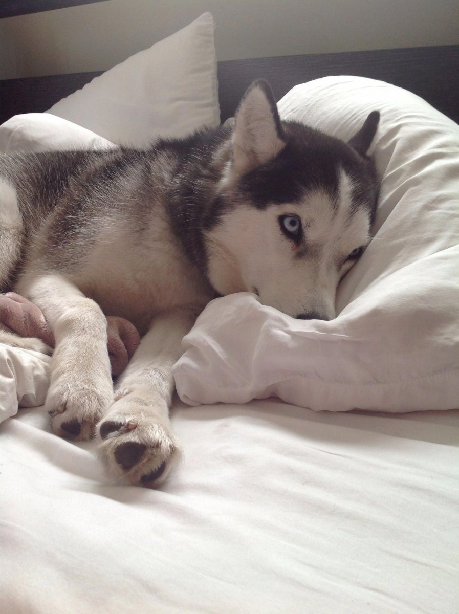 Хаски спит