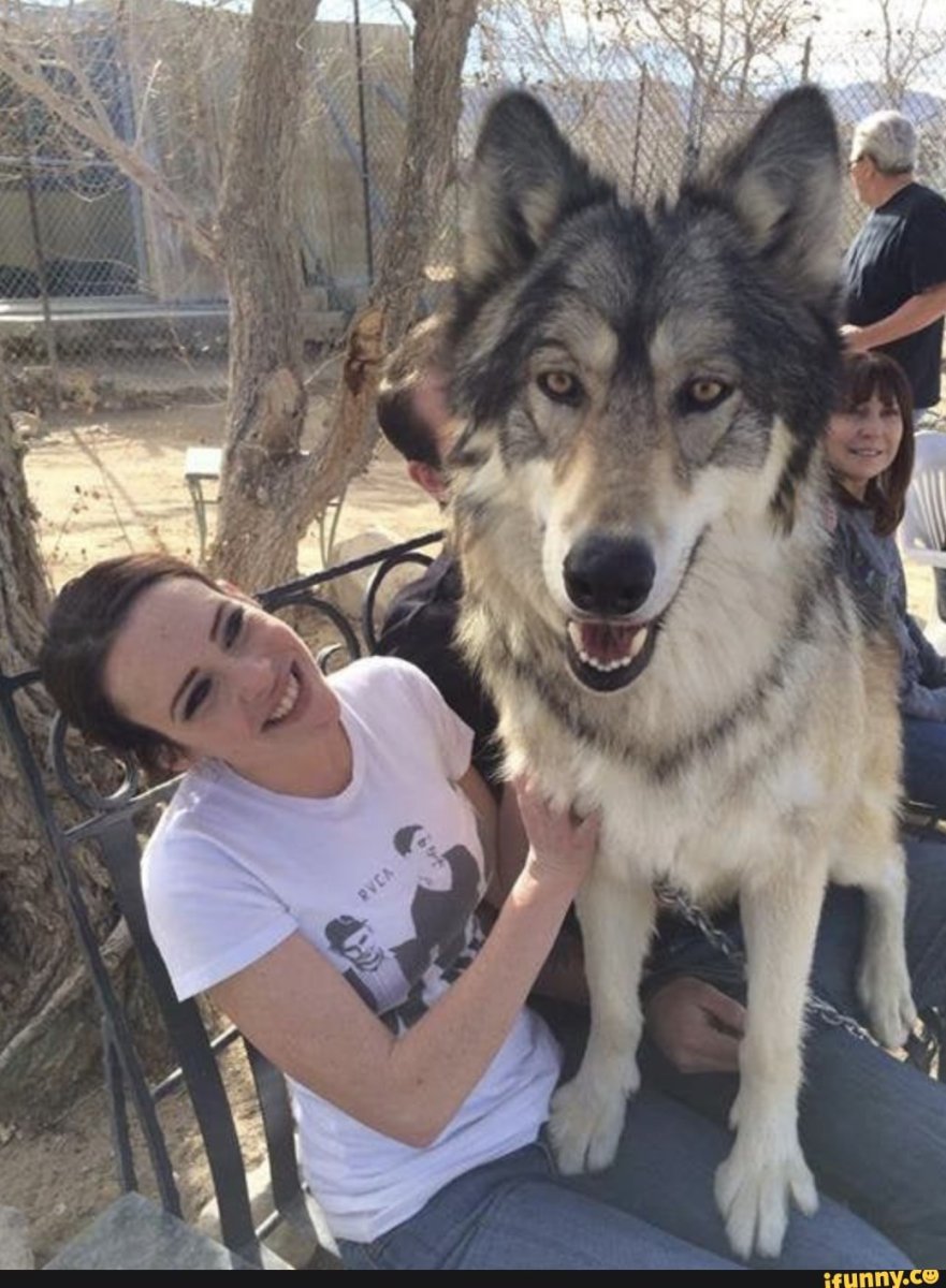 Волкособ и волкодав