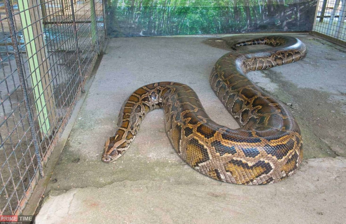 Тигровый питон 7 метровый