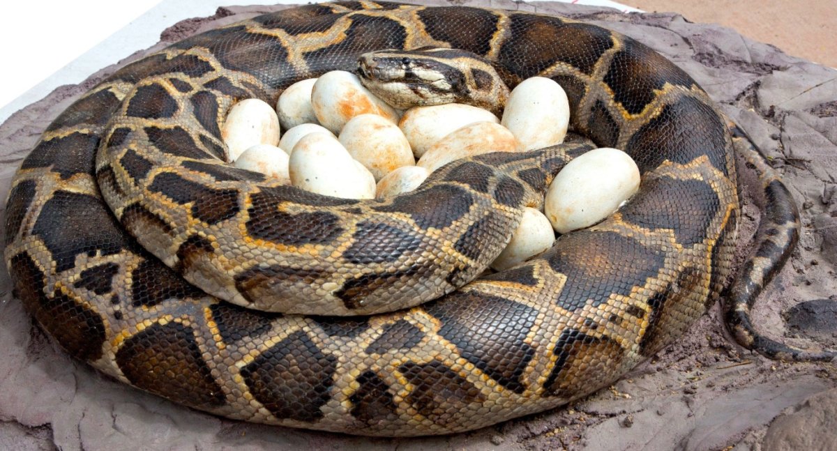 Бирманский тигровый питон