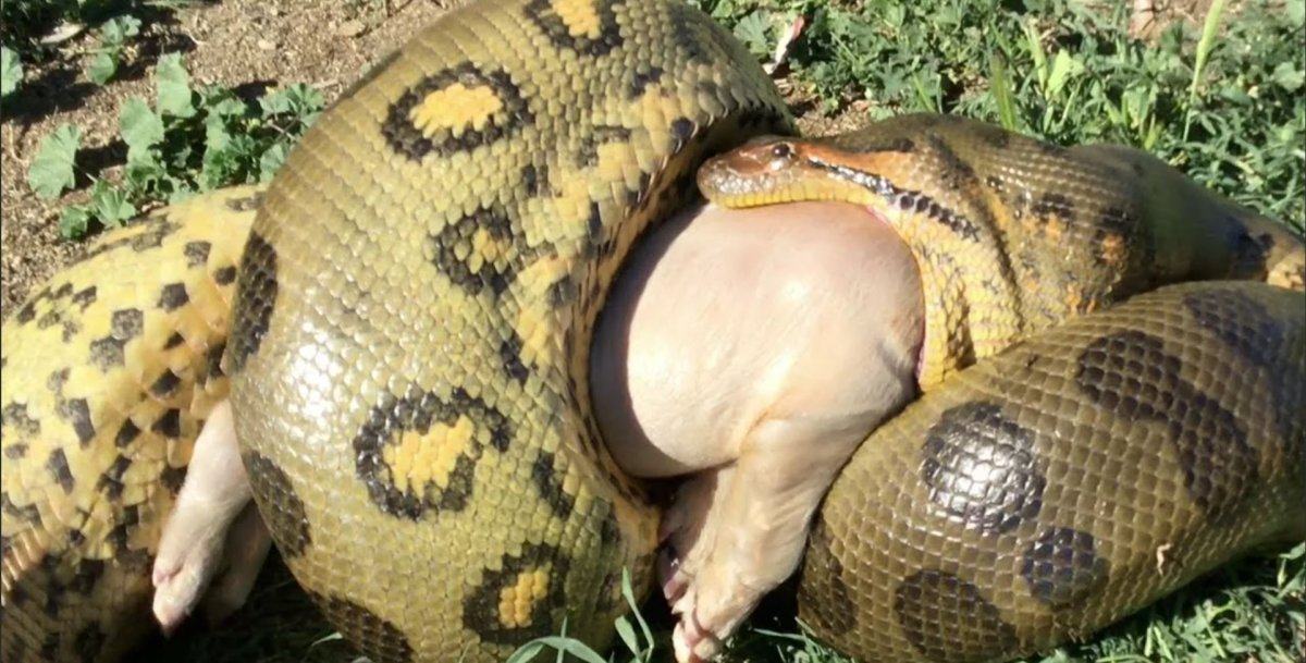 Анаконда Среднеазиатская