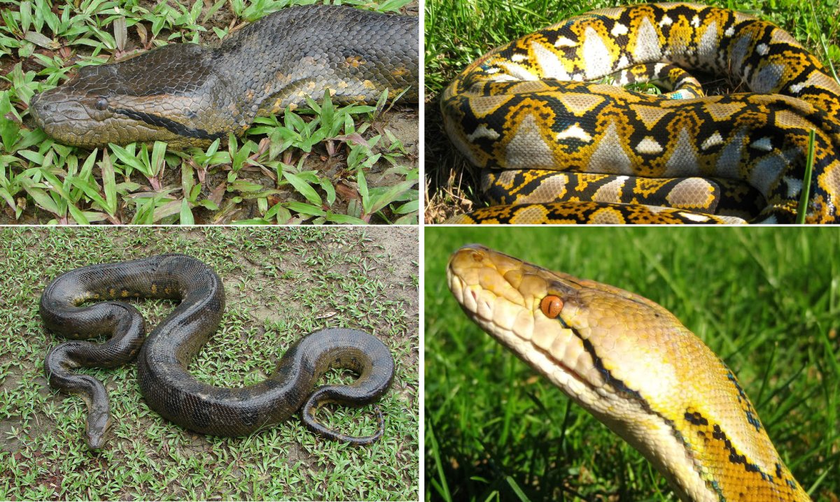 Сетчатый питон и Анаконда