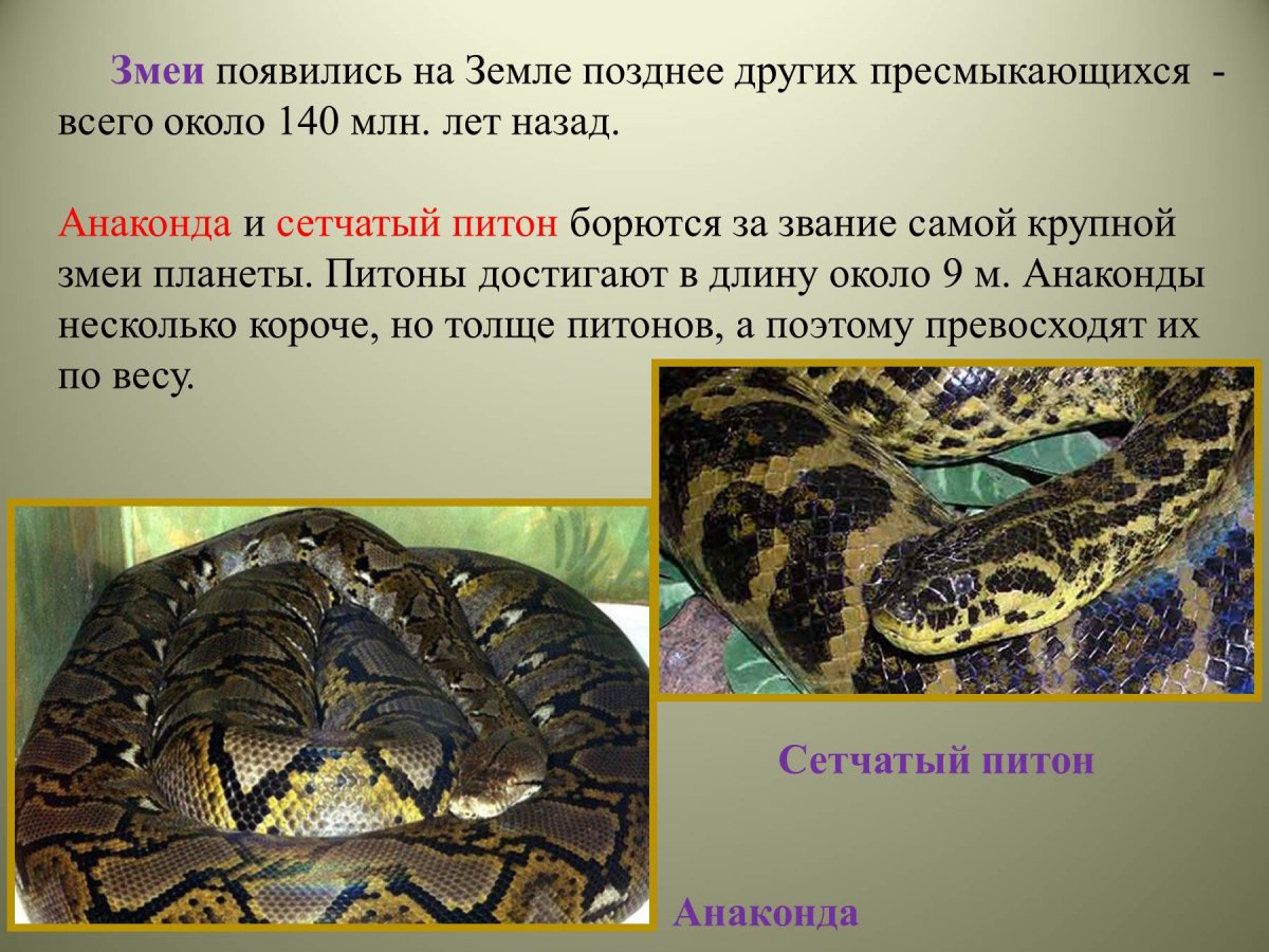 Доклад про питона