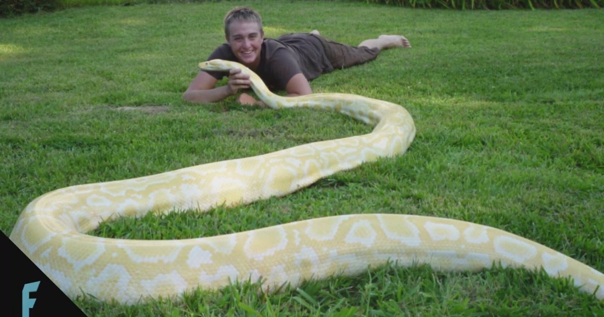 Сетчатый и тигровый питоны