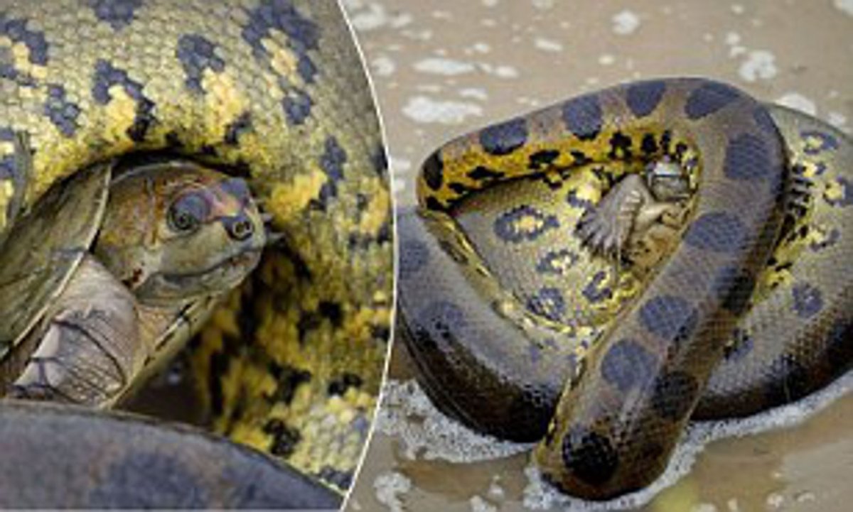 Анаконда и питон разница