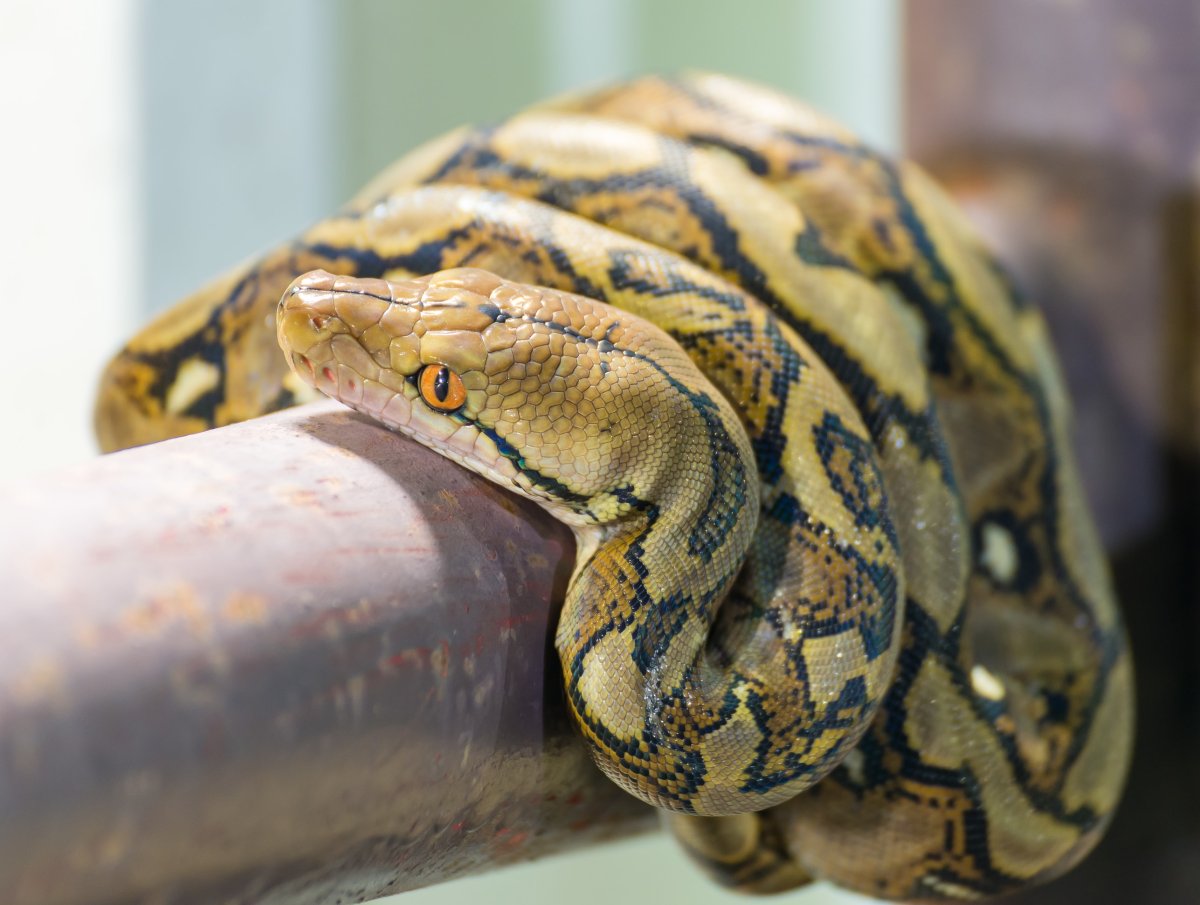 Сетчатый питон ГЧ