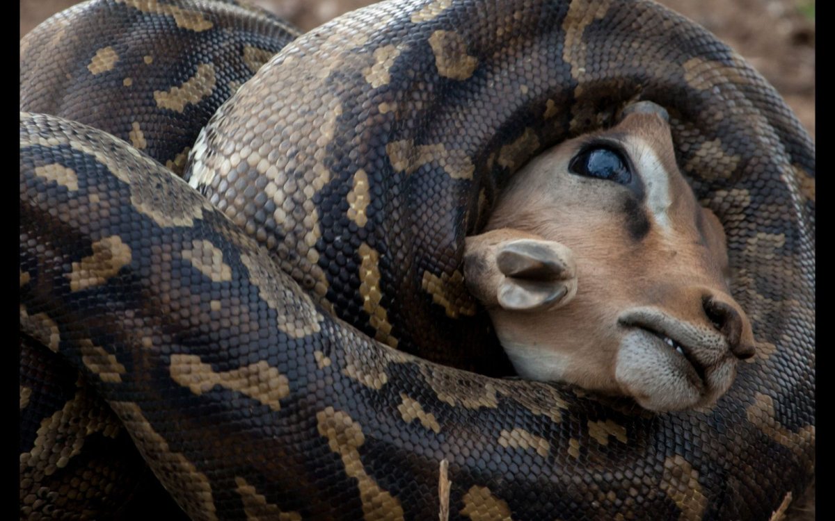 Африканский иероглифовый питон