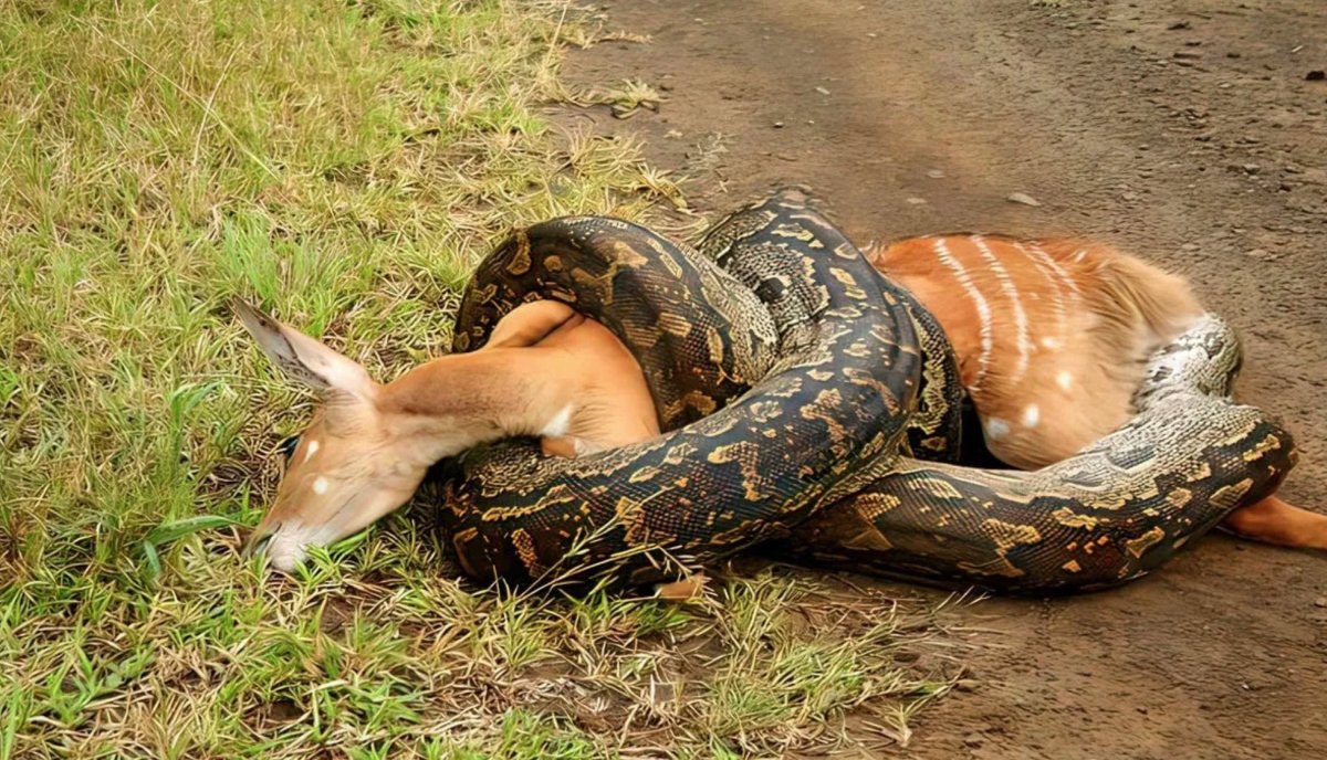 Сетчатый питон ест крокодила