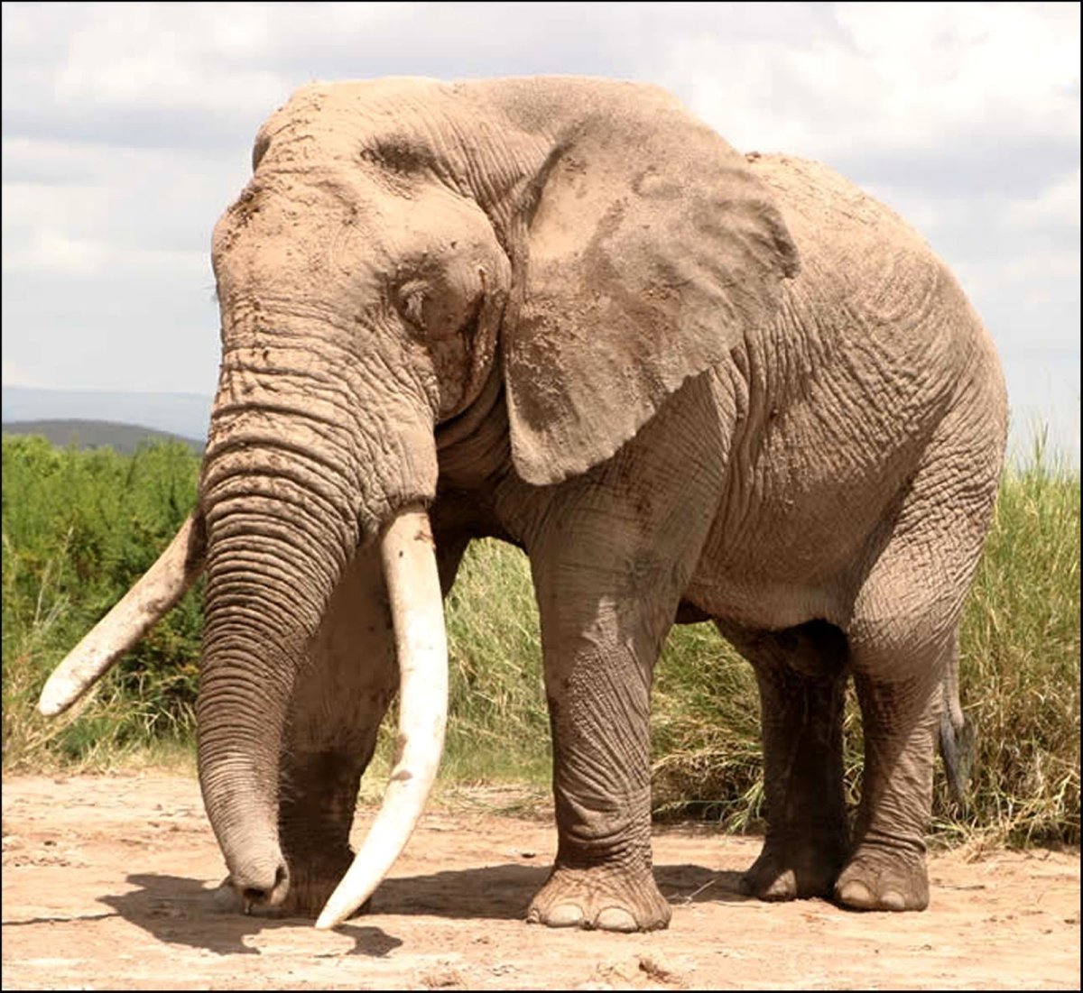 Индийский слон самец