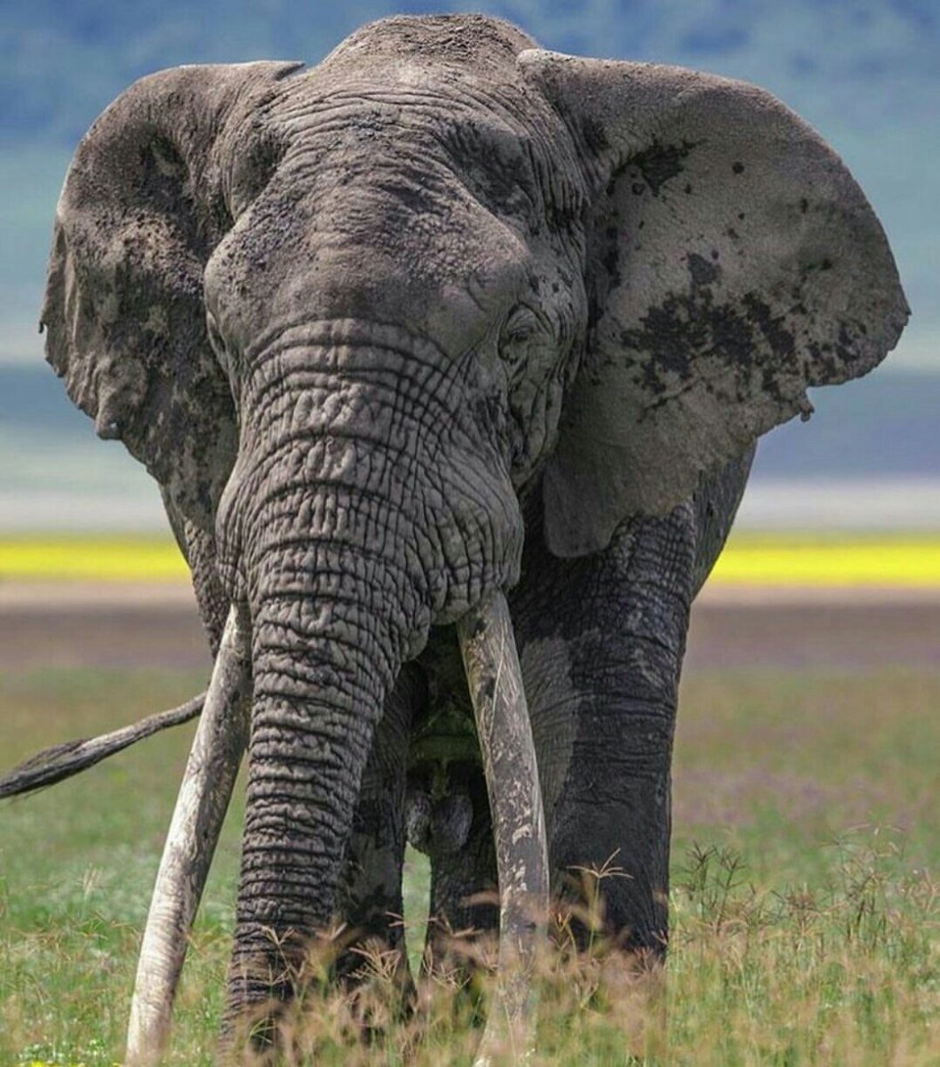 Слон в цвете