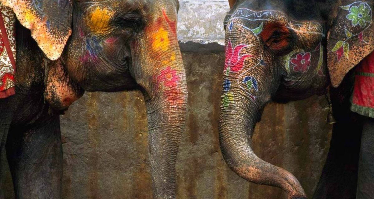Рабочие слоны в Индии