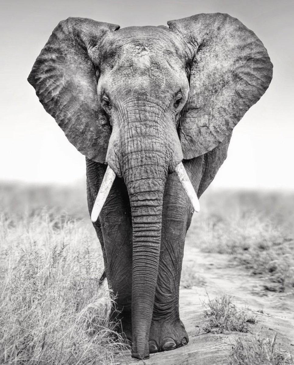 Африканские слоны