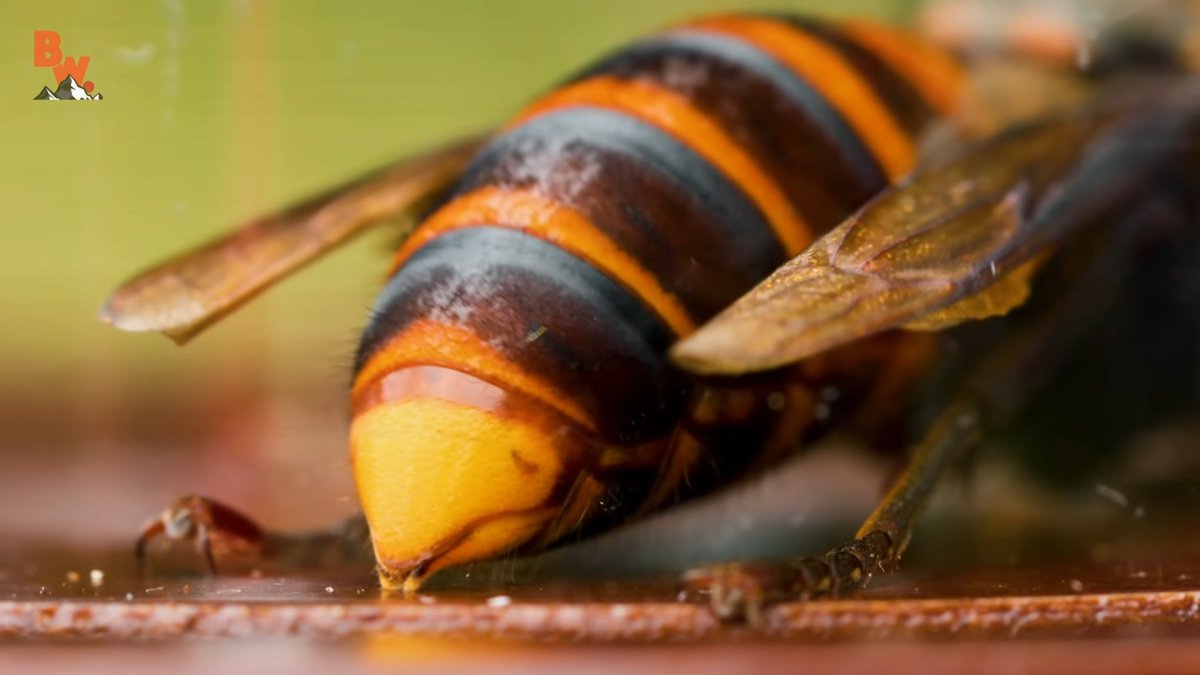 Пчела с оранжевыми полосками