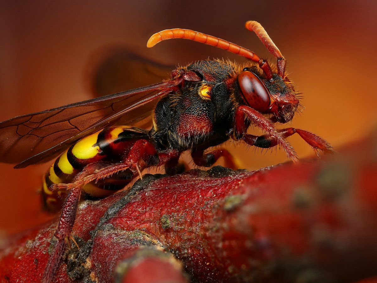 Макрофотографии шершня