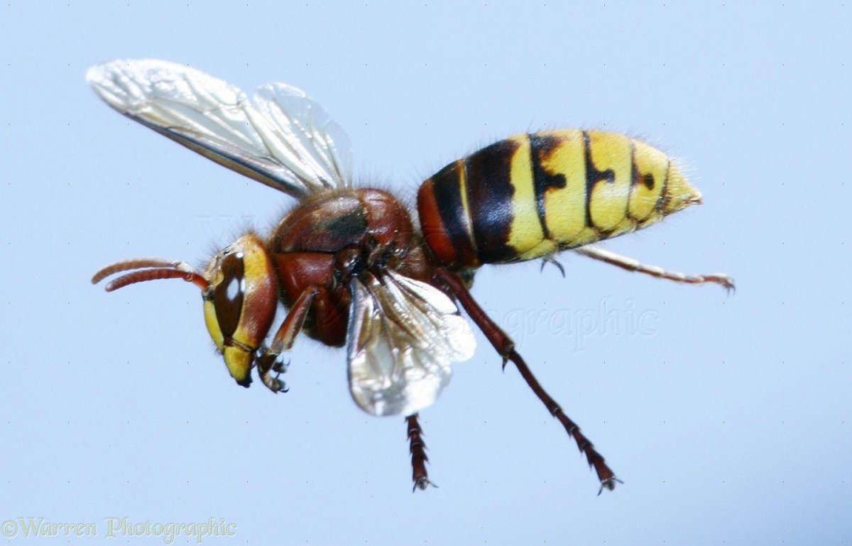 Шершень летает