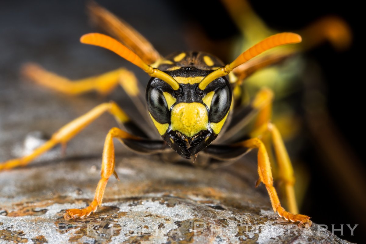 Оса Yellow Jacket