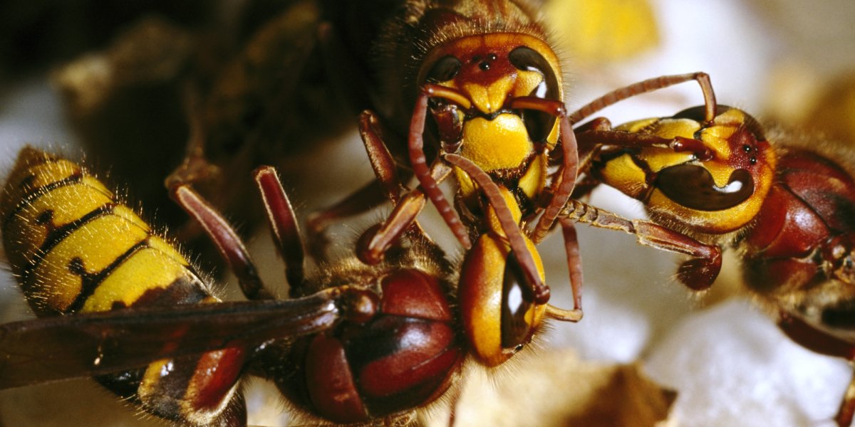 Красный Шершень