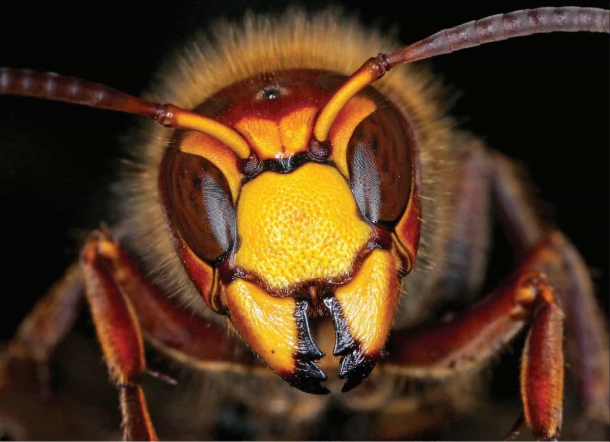 Ядовитые насекомые Шершень коллаж