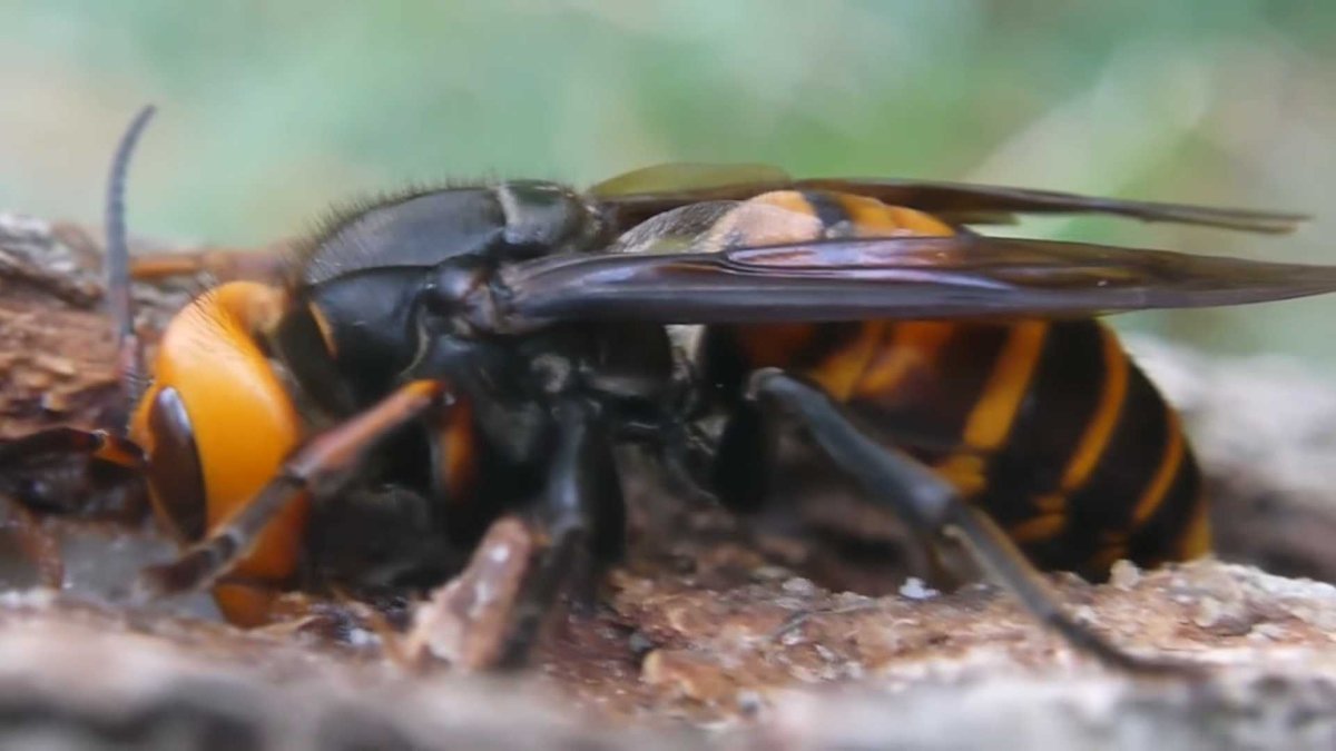 Дагестанский Шершень