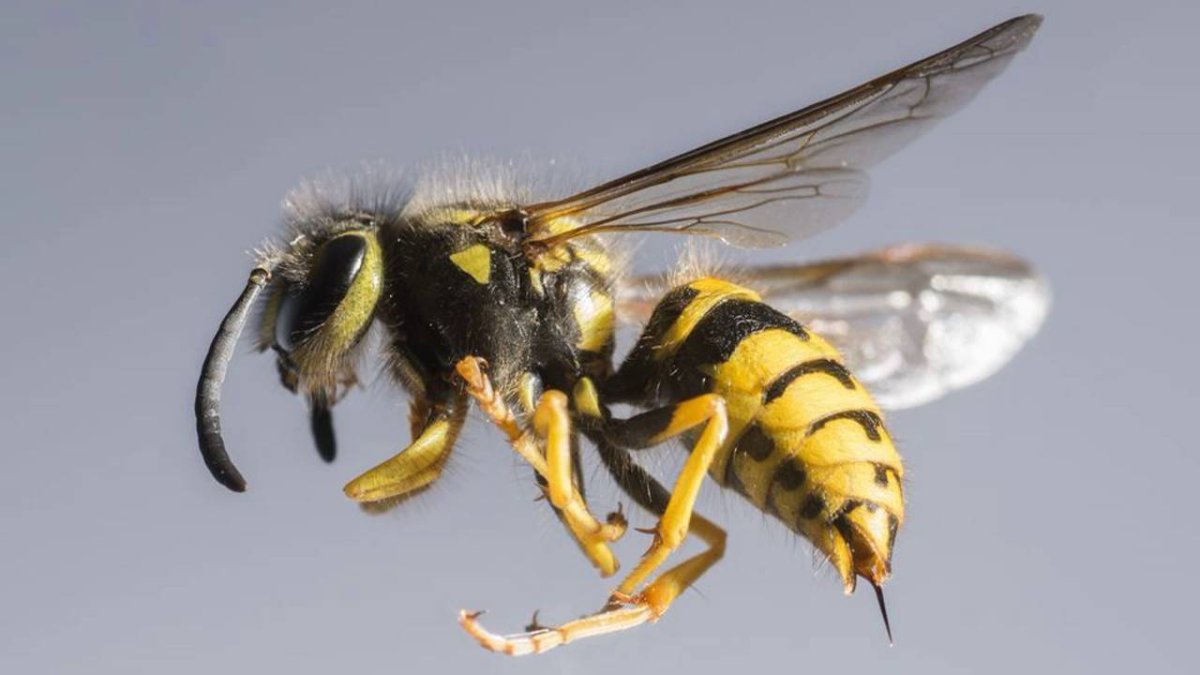 Жалящие насекомые пчела