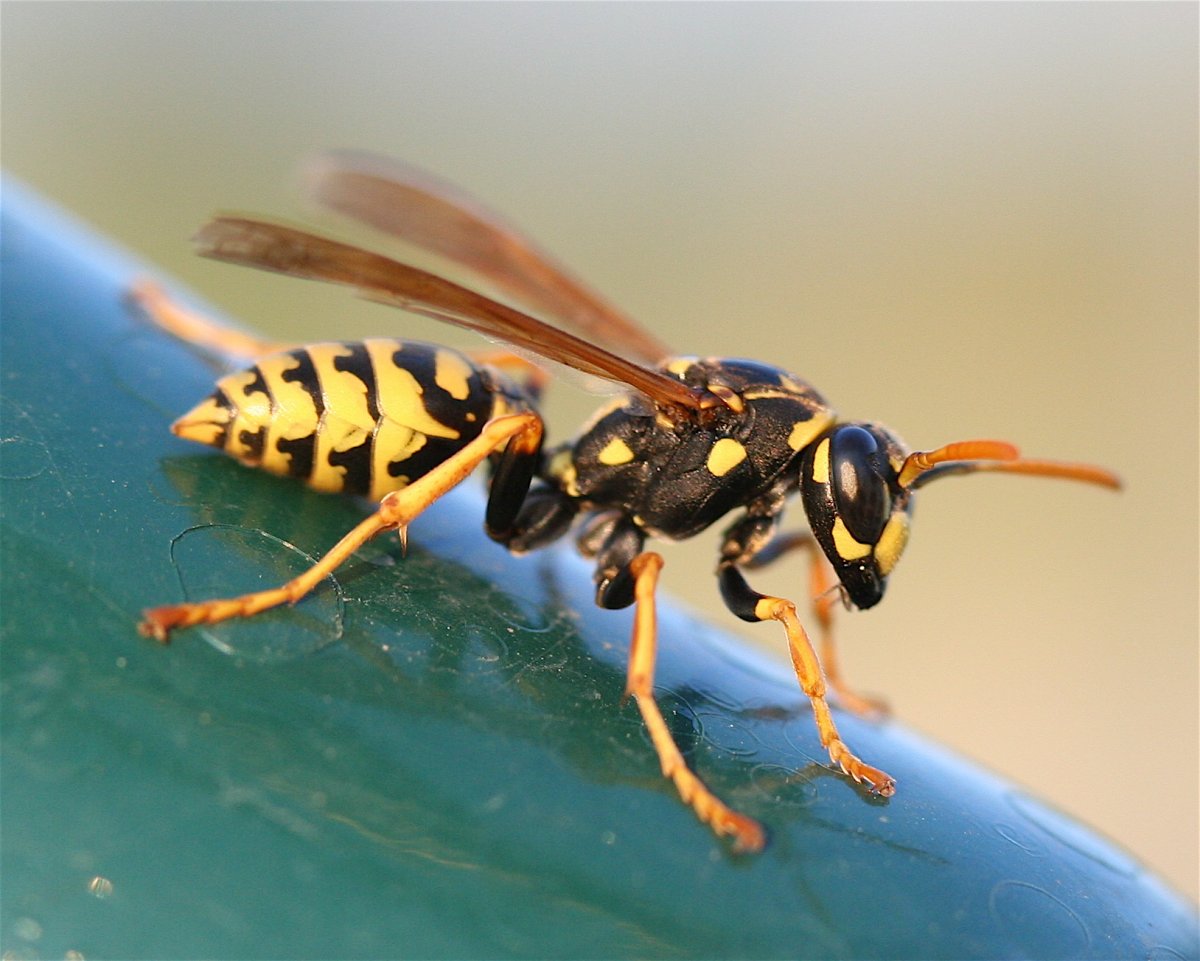Polistes gallicus