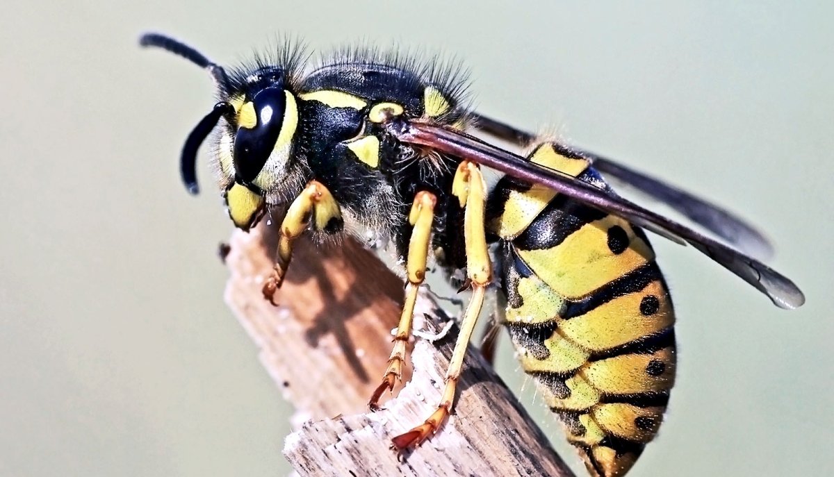 Девятерик Шершень