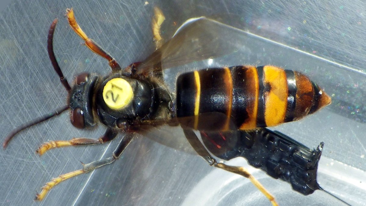 Красно черная насекомое похожее на шершня