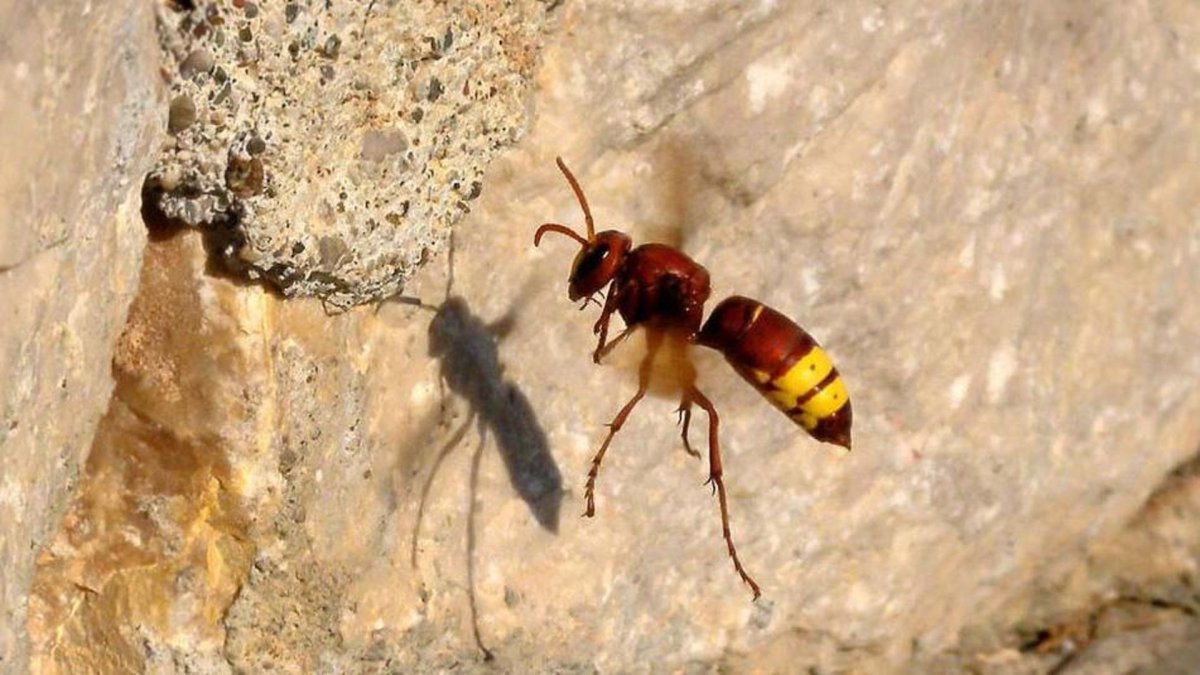 Шершень в Узбекистане