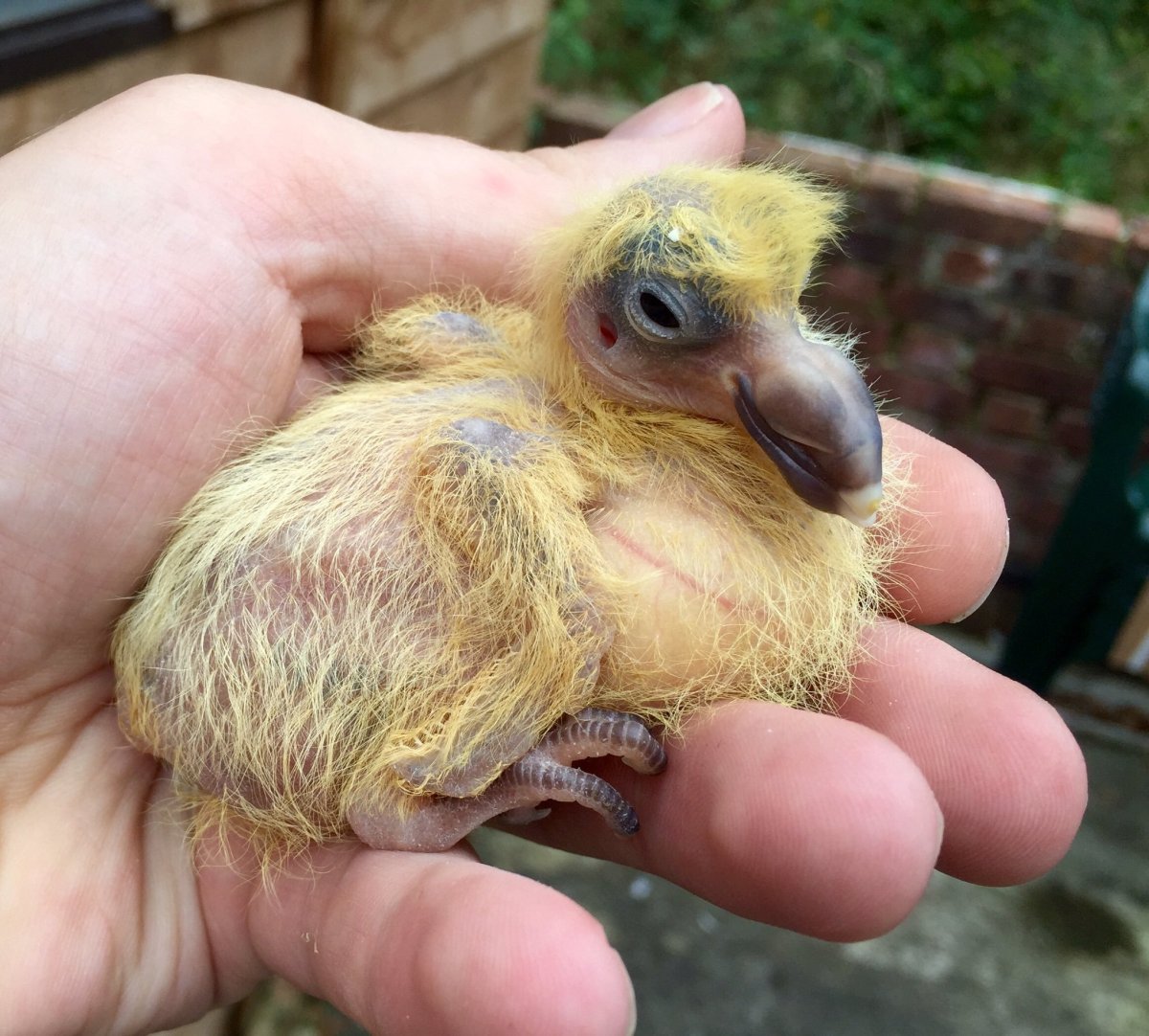 Птенец голубя слеток