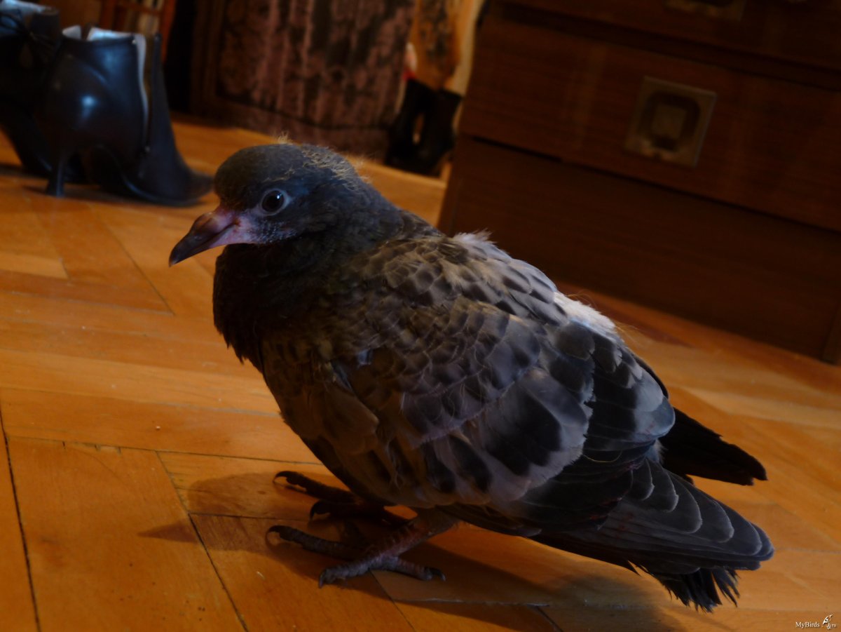 Взрослый птенец голубя