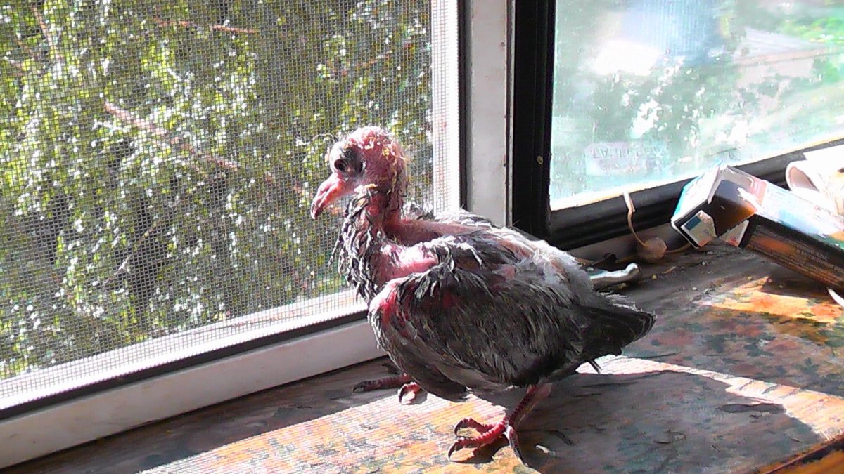 Линяющие птенцы голубей